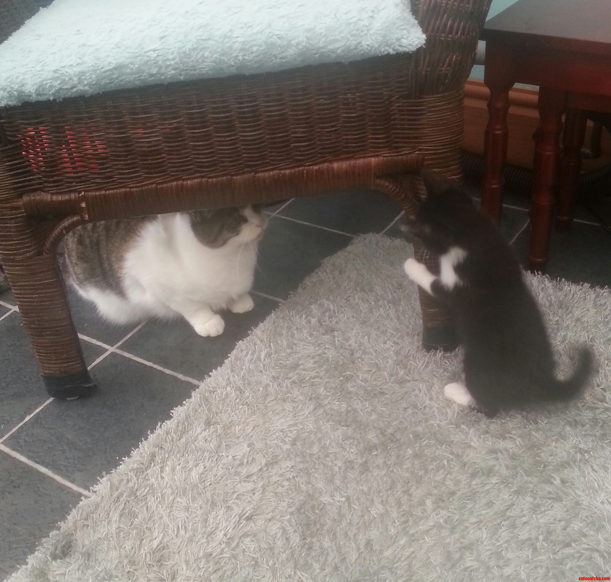 Our Cat Meets the New Kitten Safe to Say Shes Totally Unimpressed.
