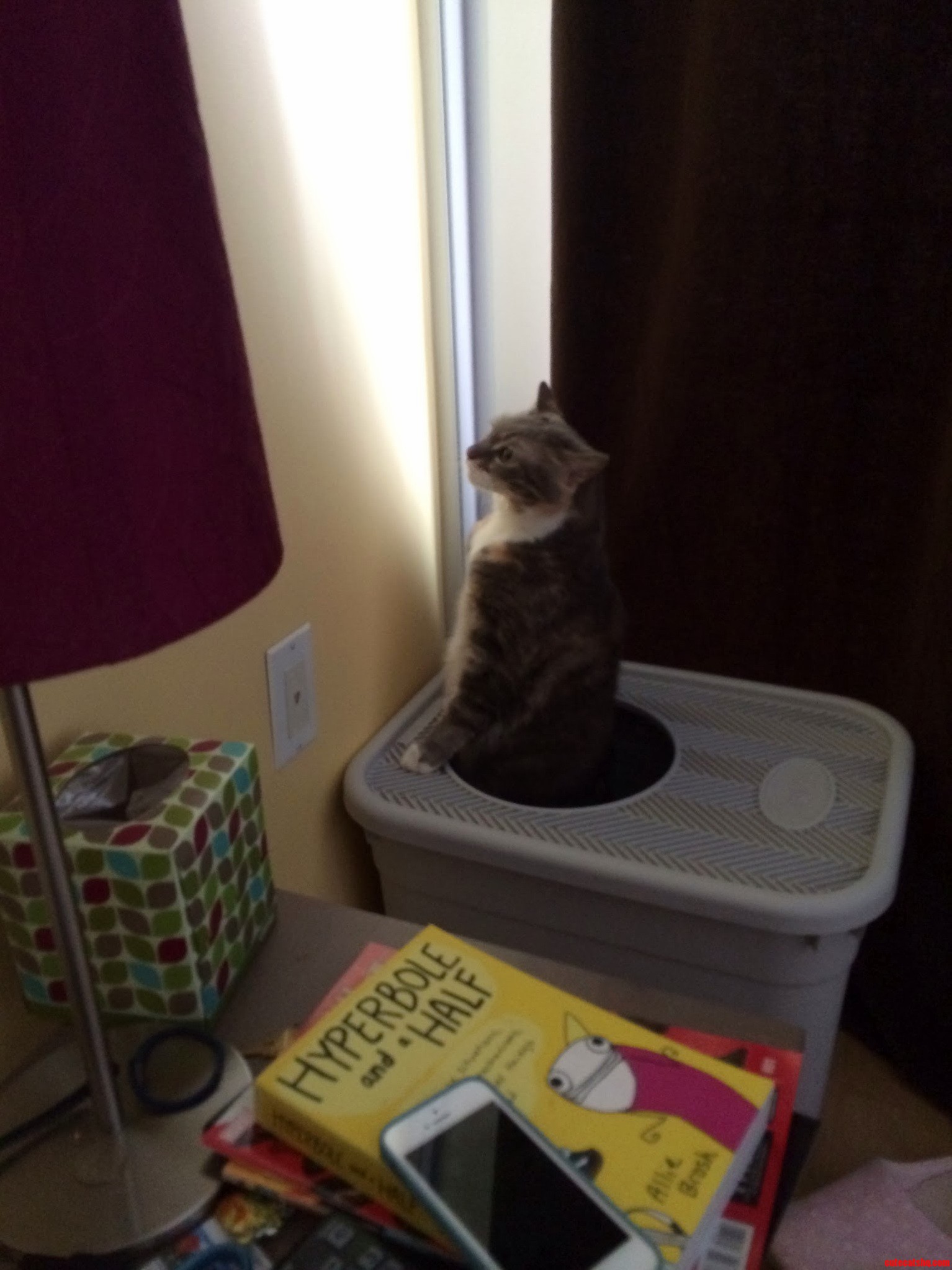 Our Cat Poops Standing on Two Legs.