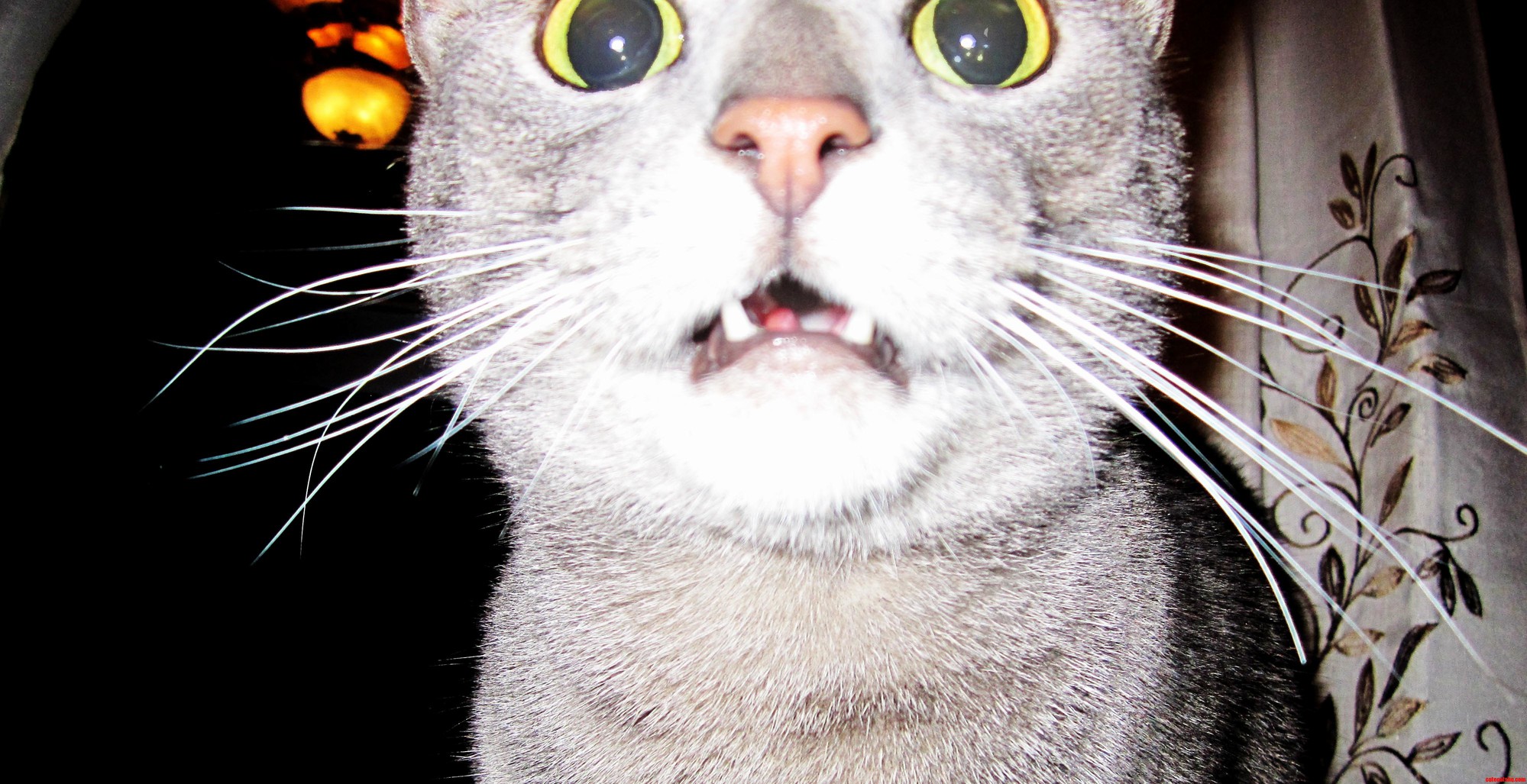 Our Cat Sargeant Meowmers on Morphine