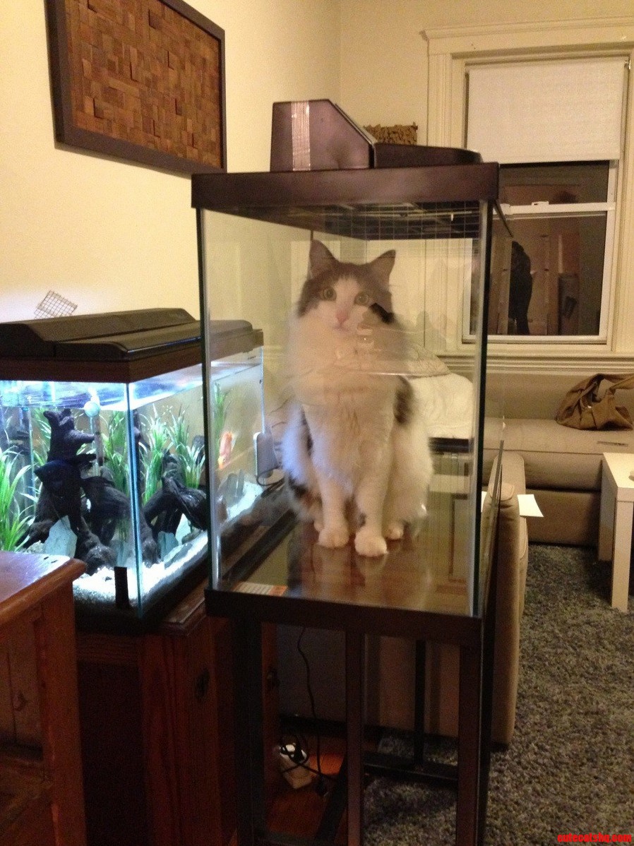 Our Catfish Needs a Bigger Tank