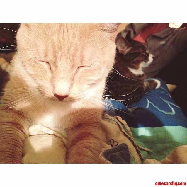 Our Cats Are Just So Cute.