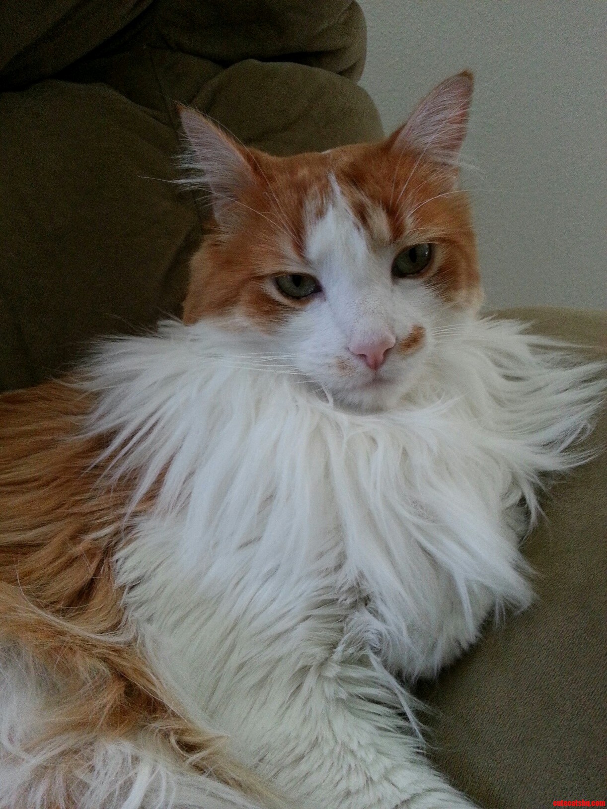 Our Floofy Teddycat He Wanted to Get Back to His Nap.