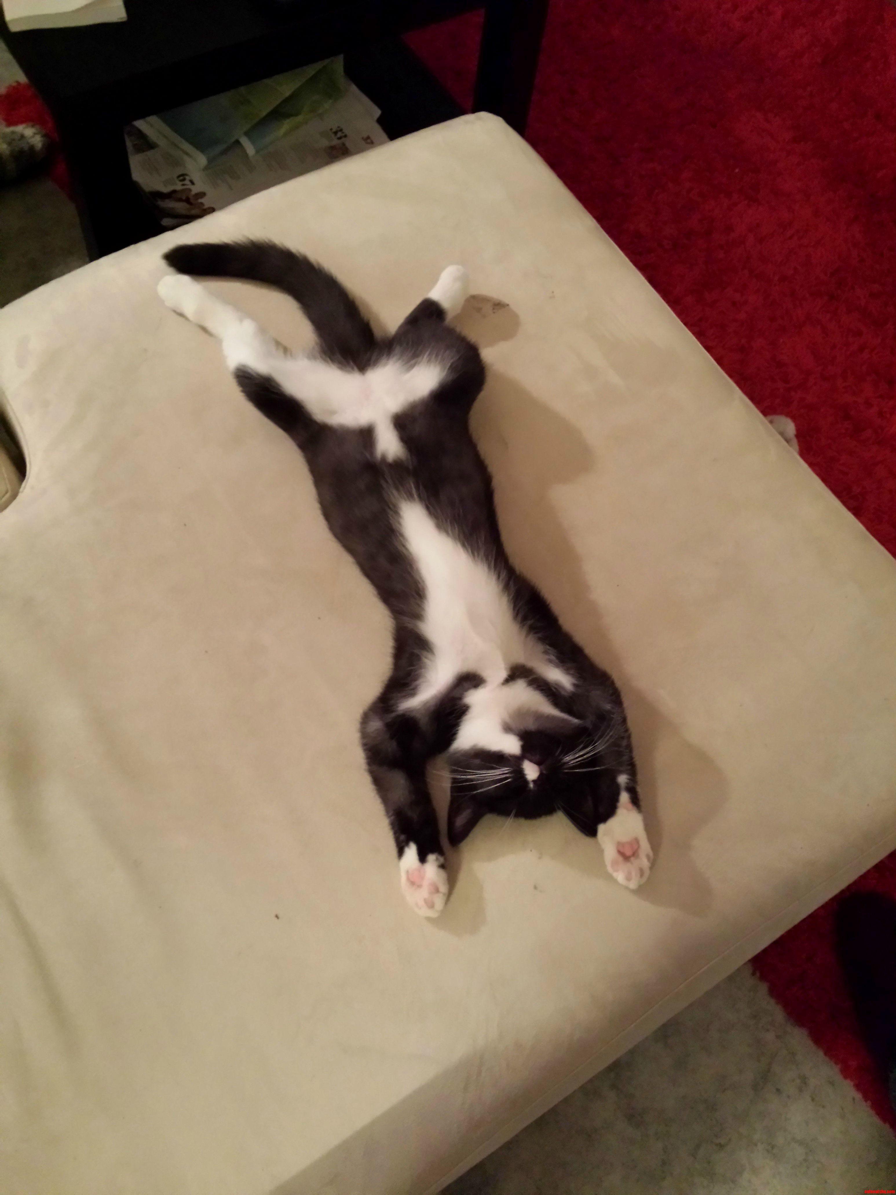 Our Kitten Likes to Take It Easy