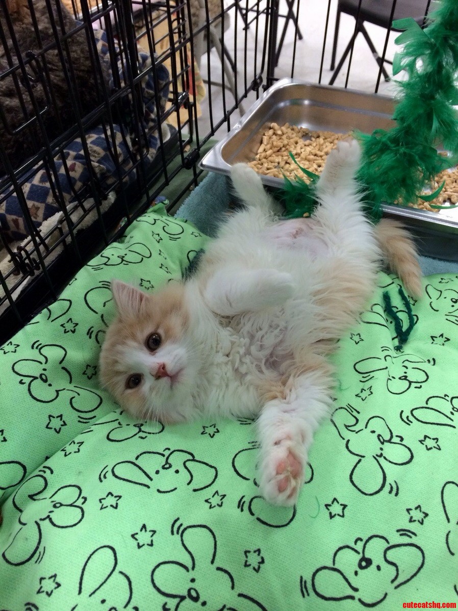Our New Kitten Denaryss.
