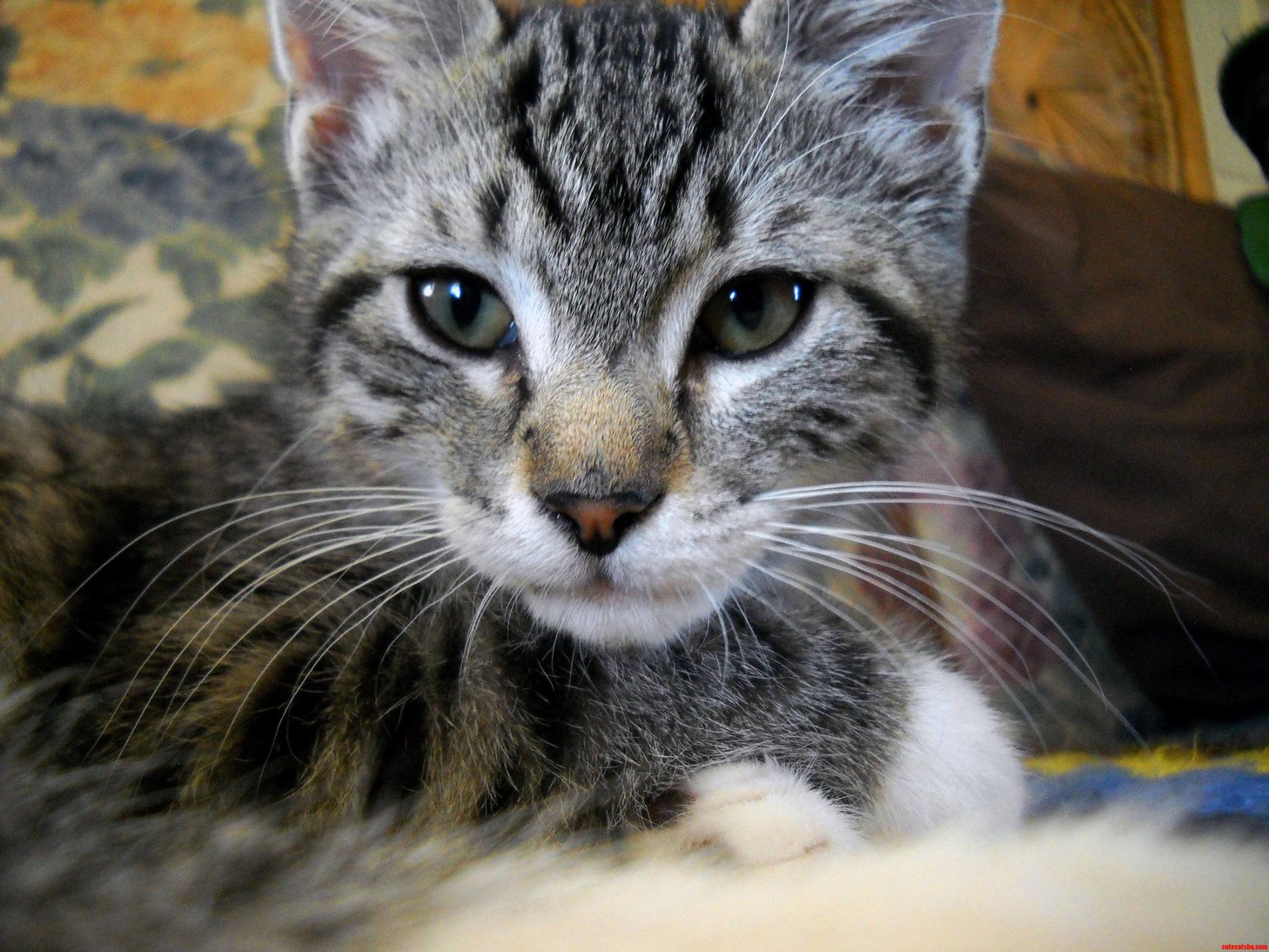 Our New Kitty Cerise in a Rare Moment of Not Moving.