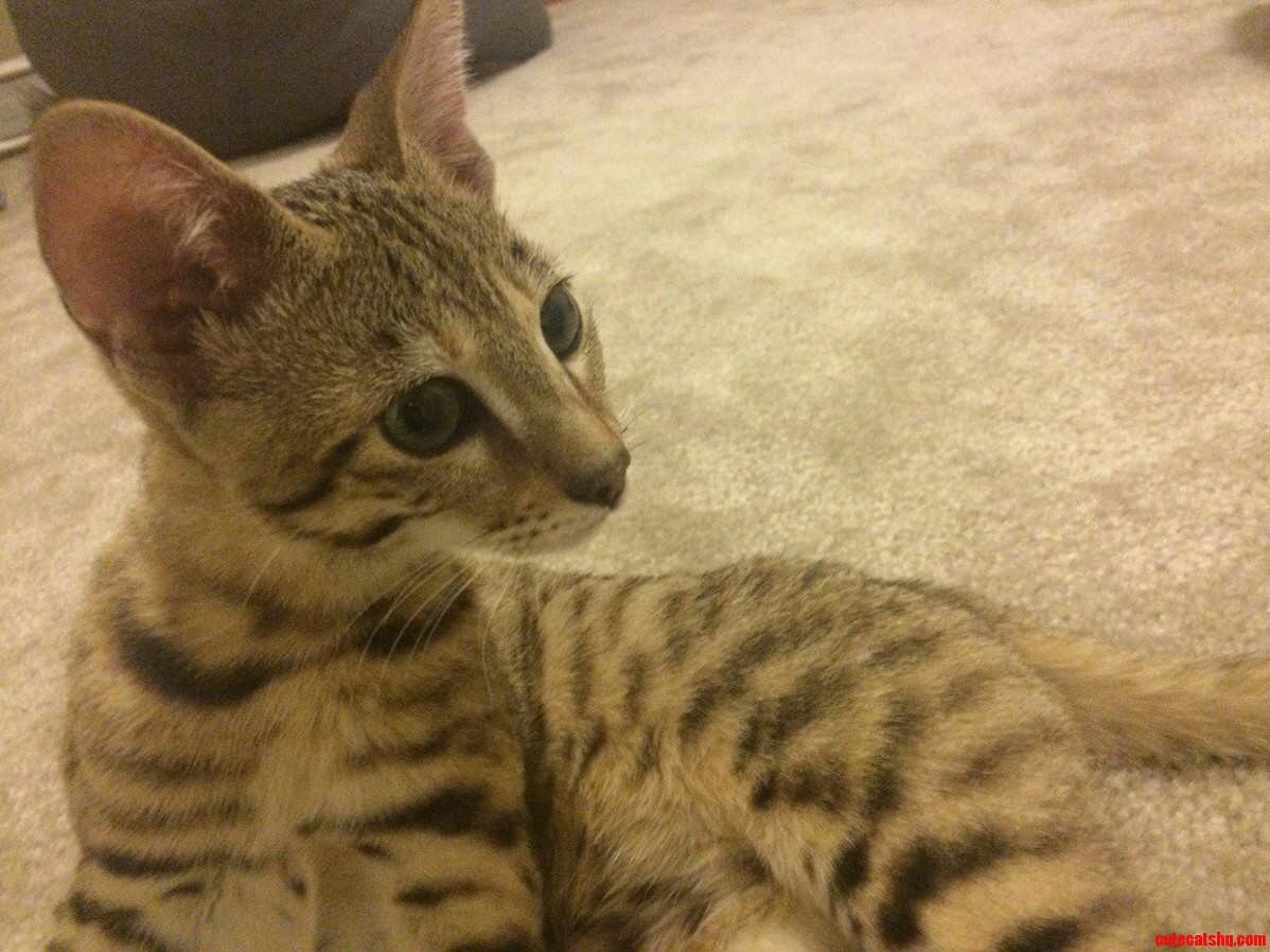 Our New Savannah Cat