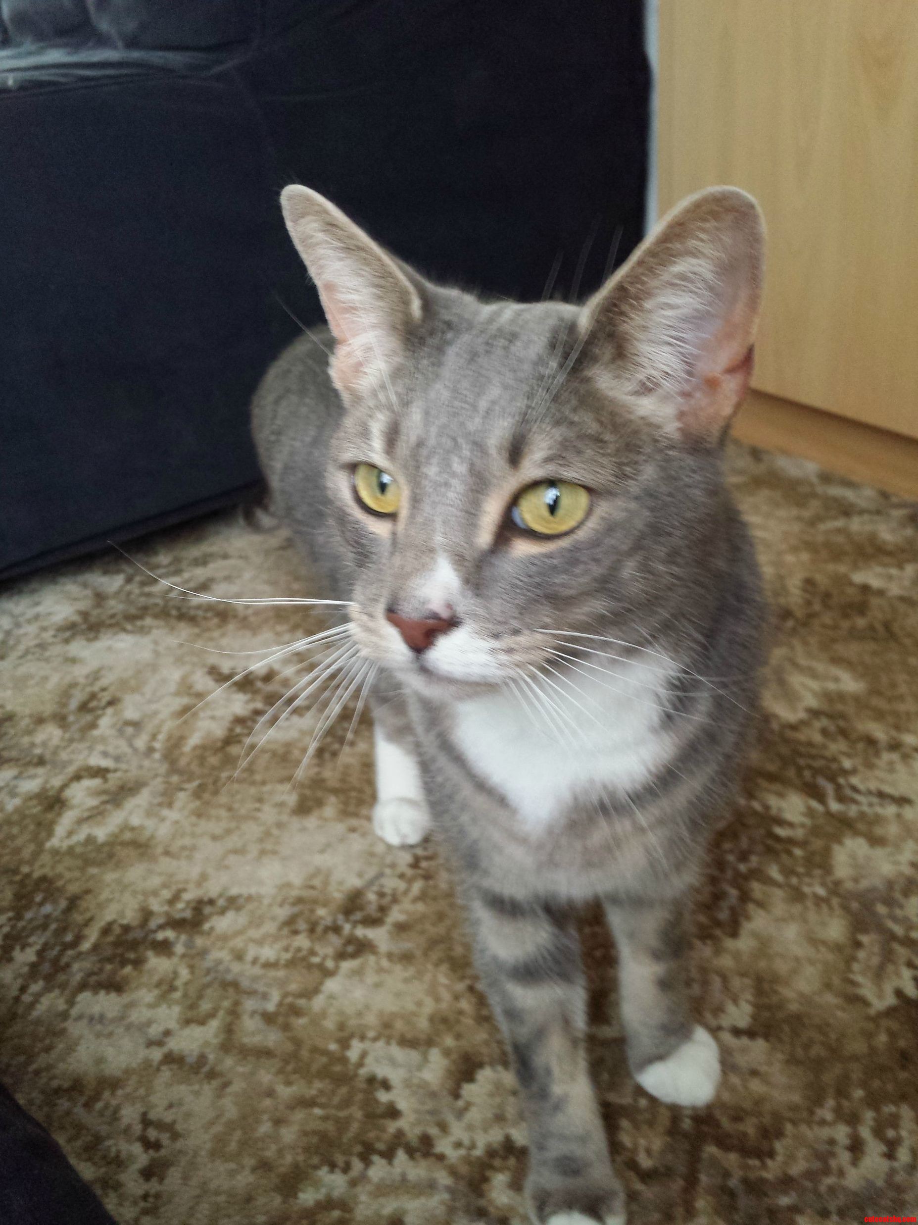 Our Rescue Cat Toby. He Is Very Noisy and Likes to Cuddle.