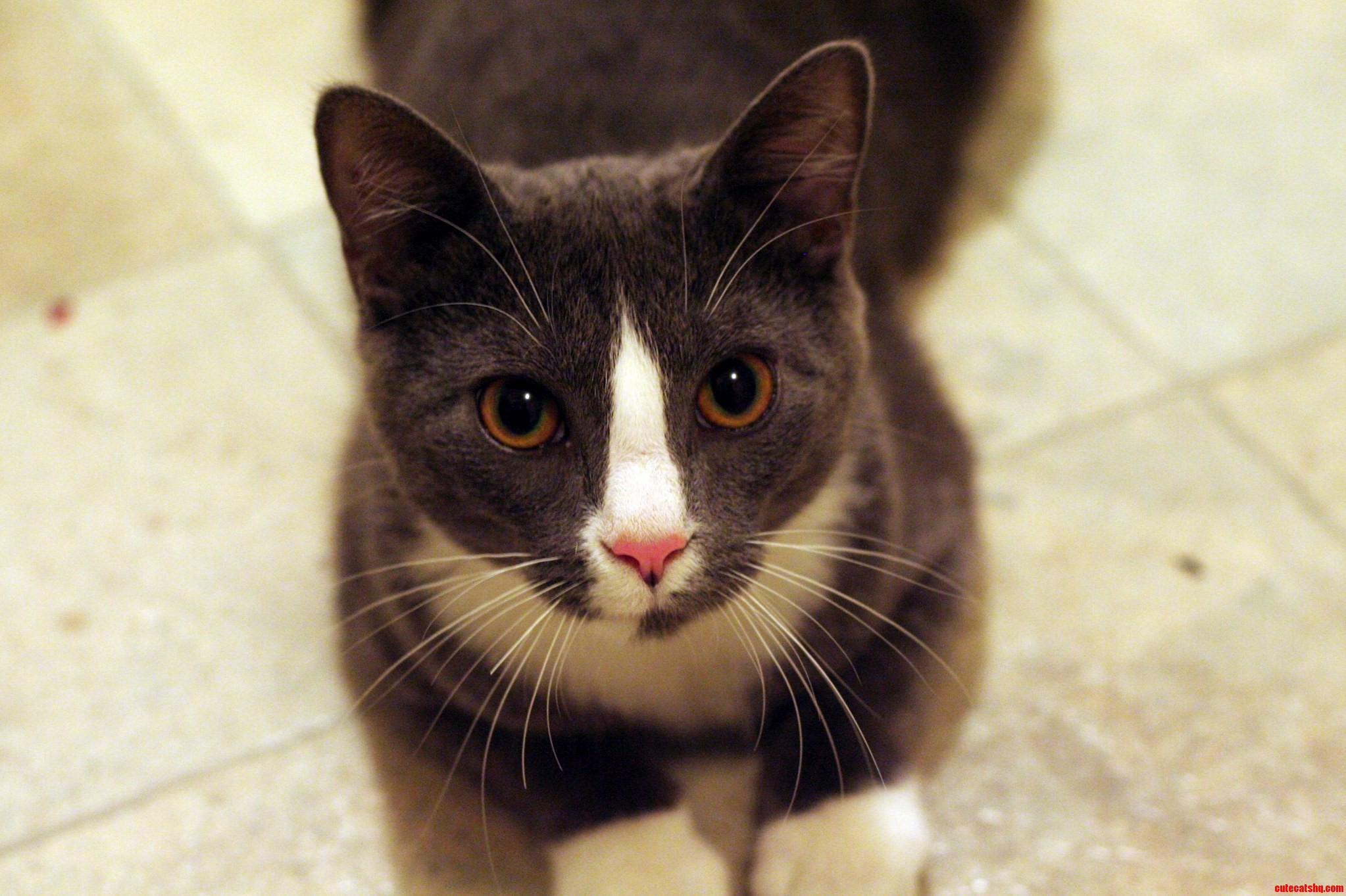 Our Sweet Little Devil Kitten Mira