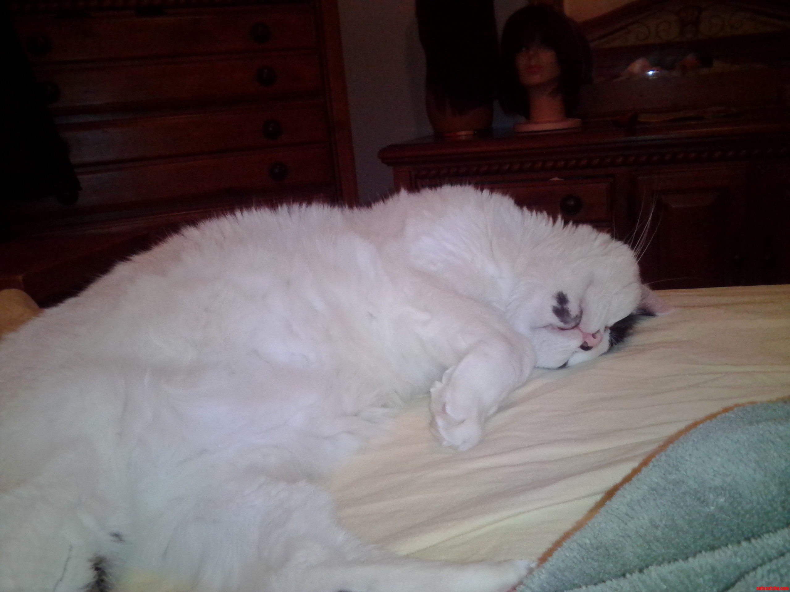 Out Cold and Purring