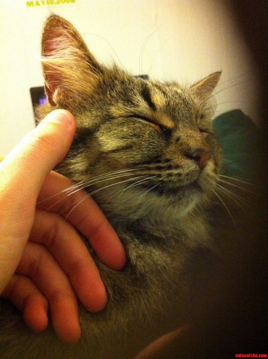 Outdoor Kitty