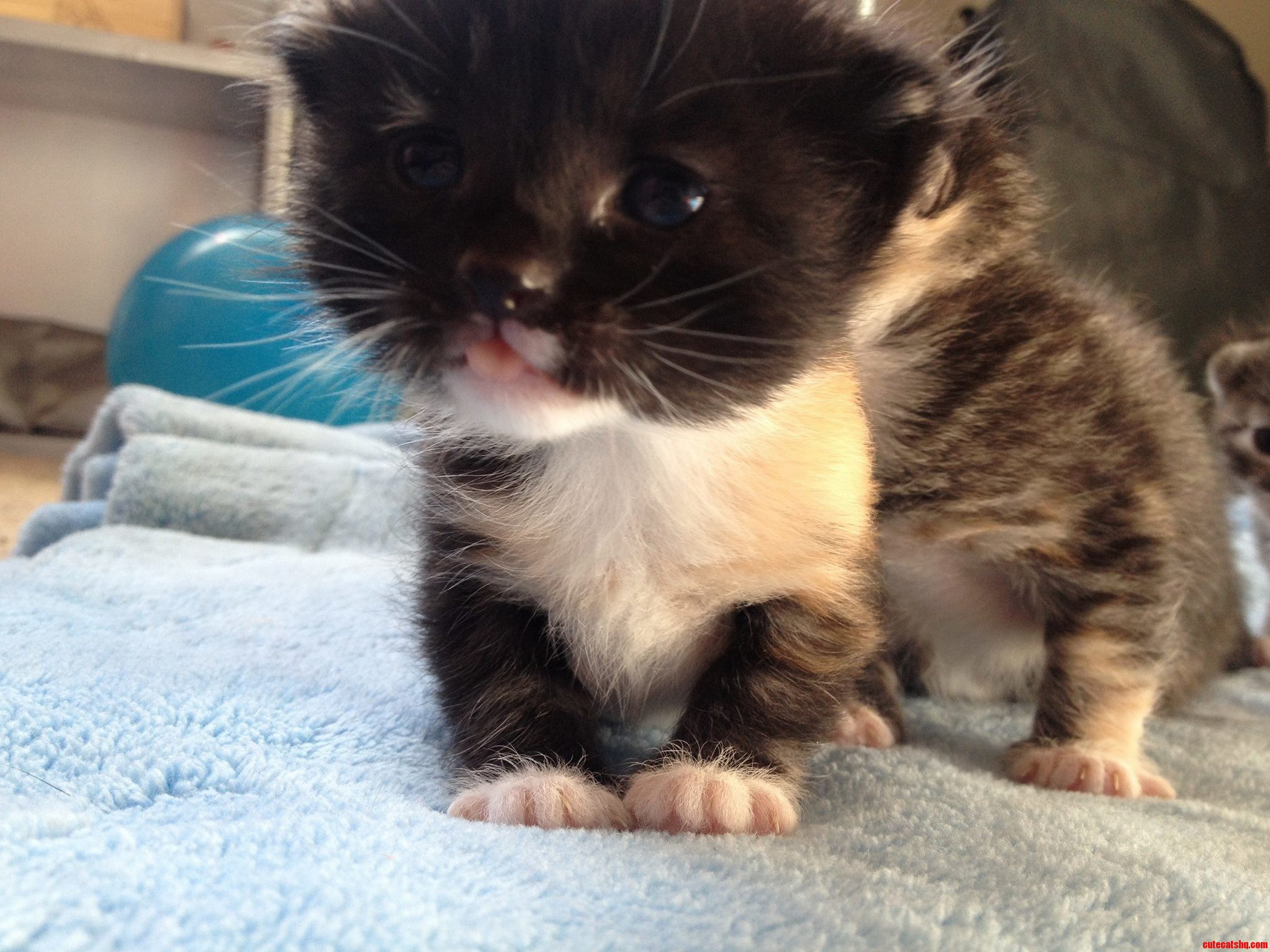 Overwhelming Cuteness