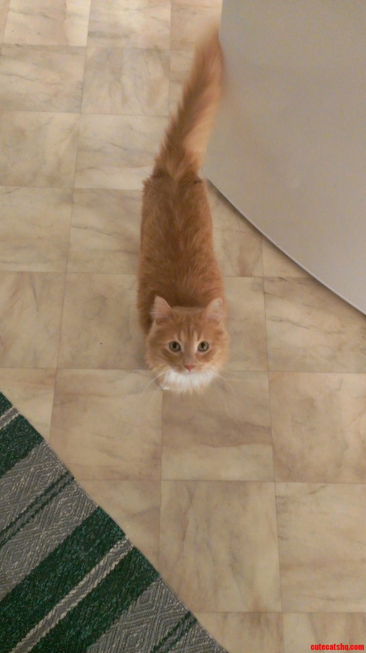 Owner I See That You Are in the Kitchen