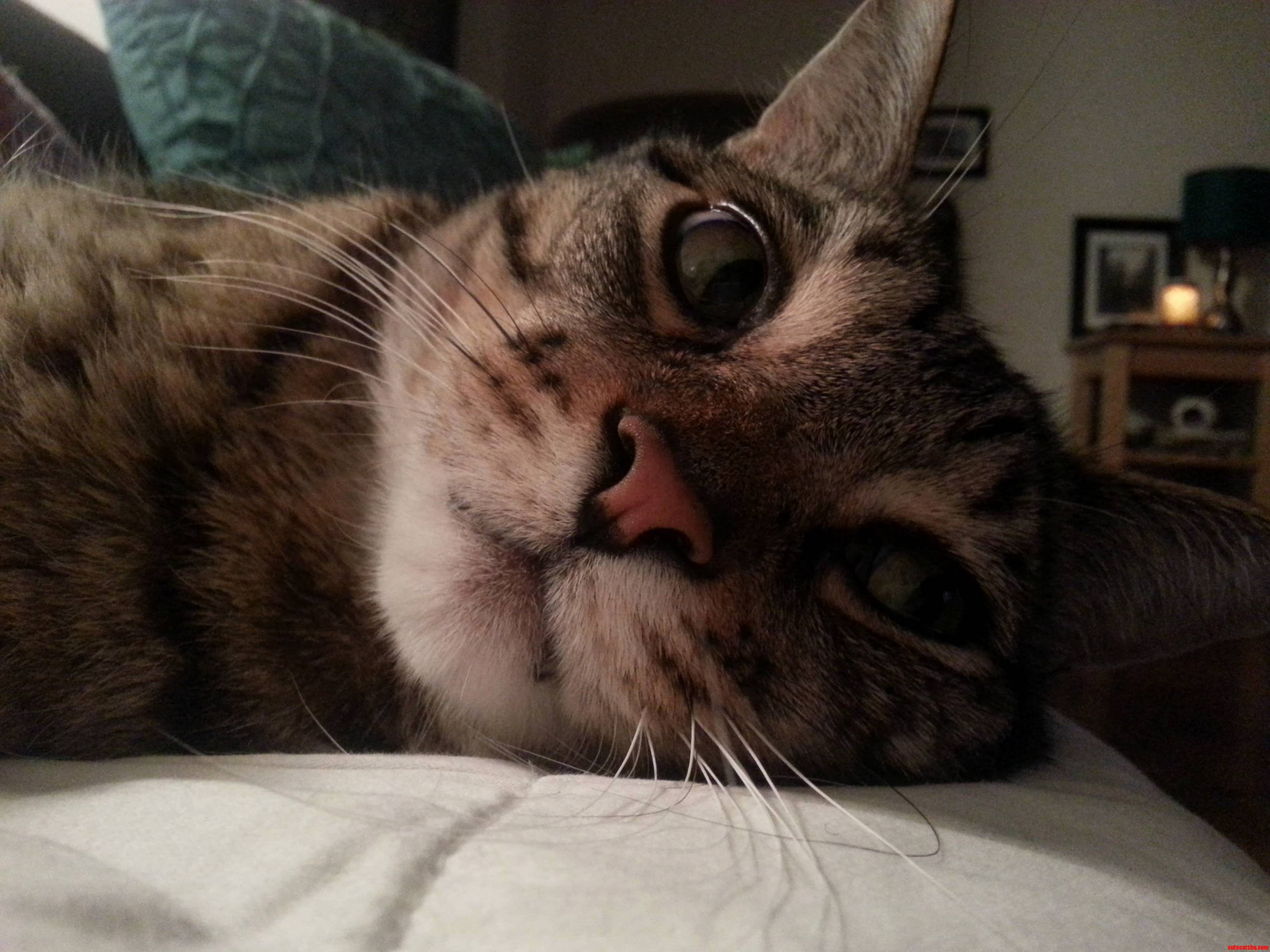 Ozzy My Handsome Devil.