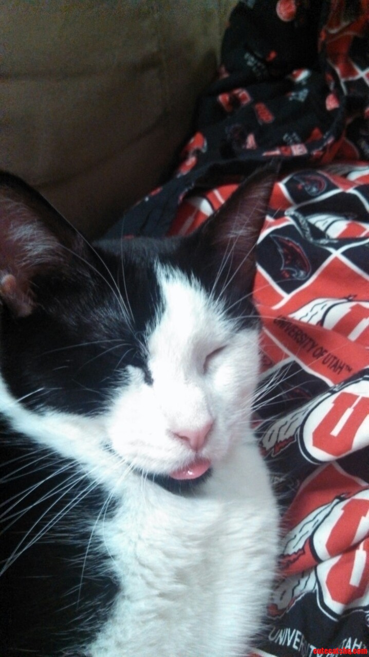 P Cat
