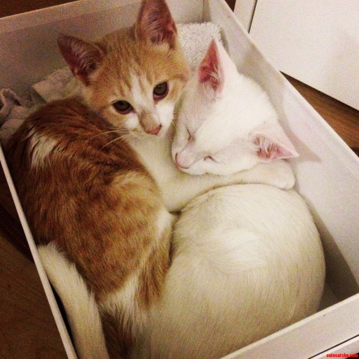 Packed Like Kittens in a Cookie Box.