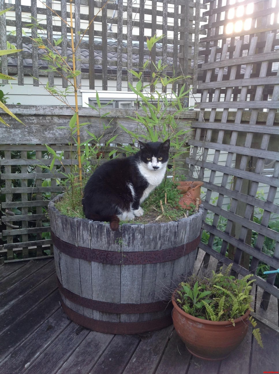 Pandacat in Its Natural Habitat