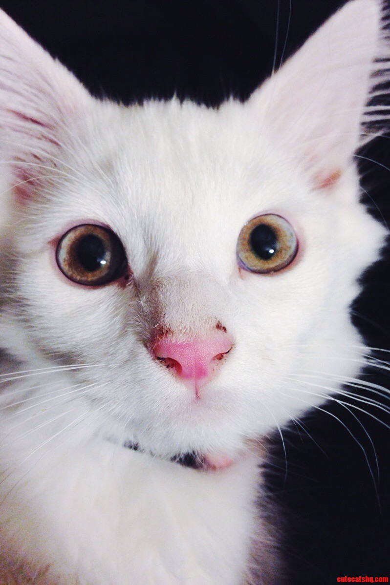 Pardon the Wet Cat Food on His Nose