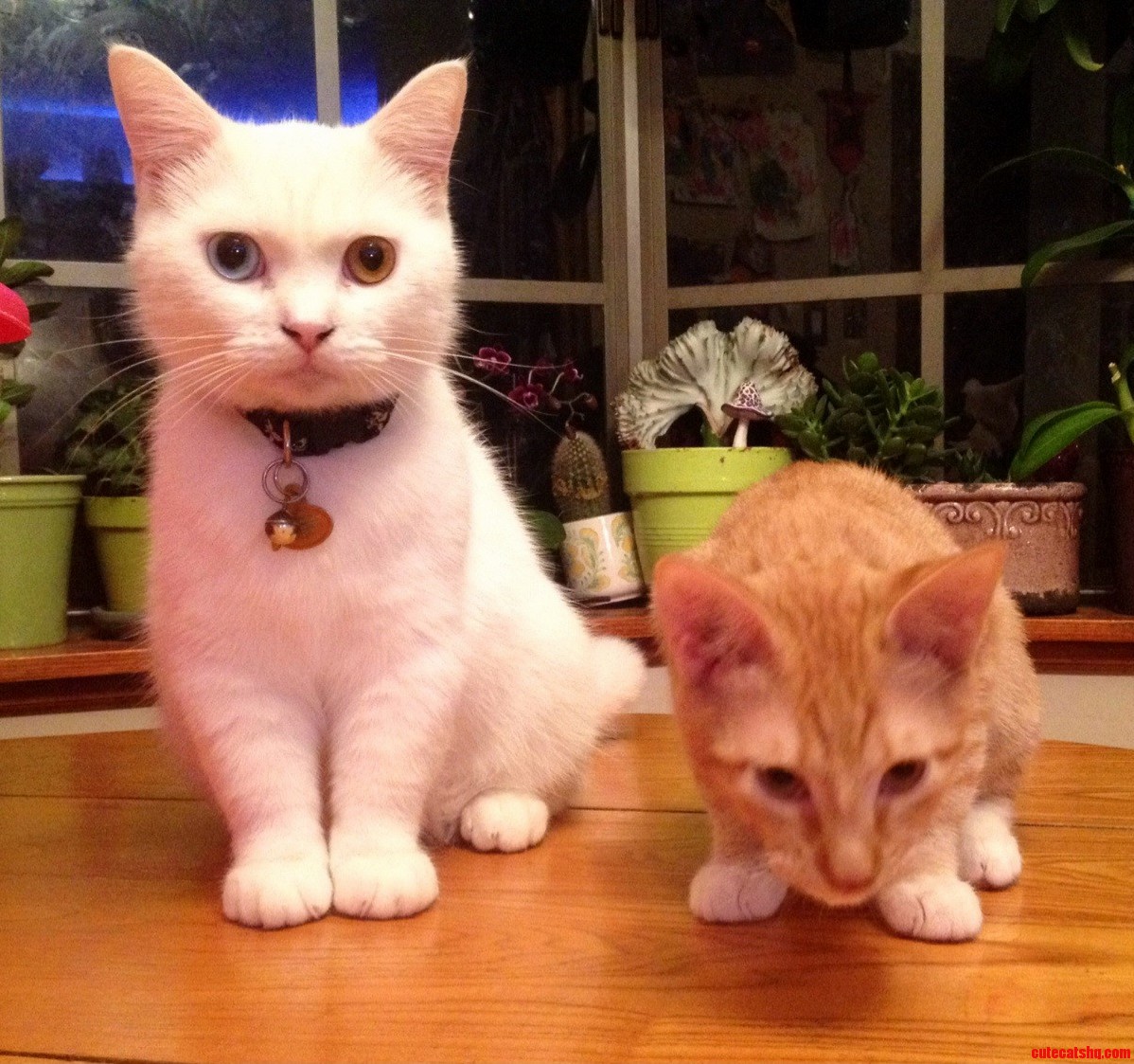 Partners in Crime.