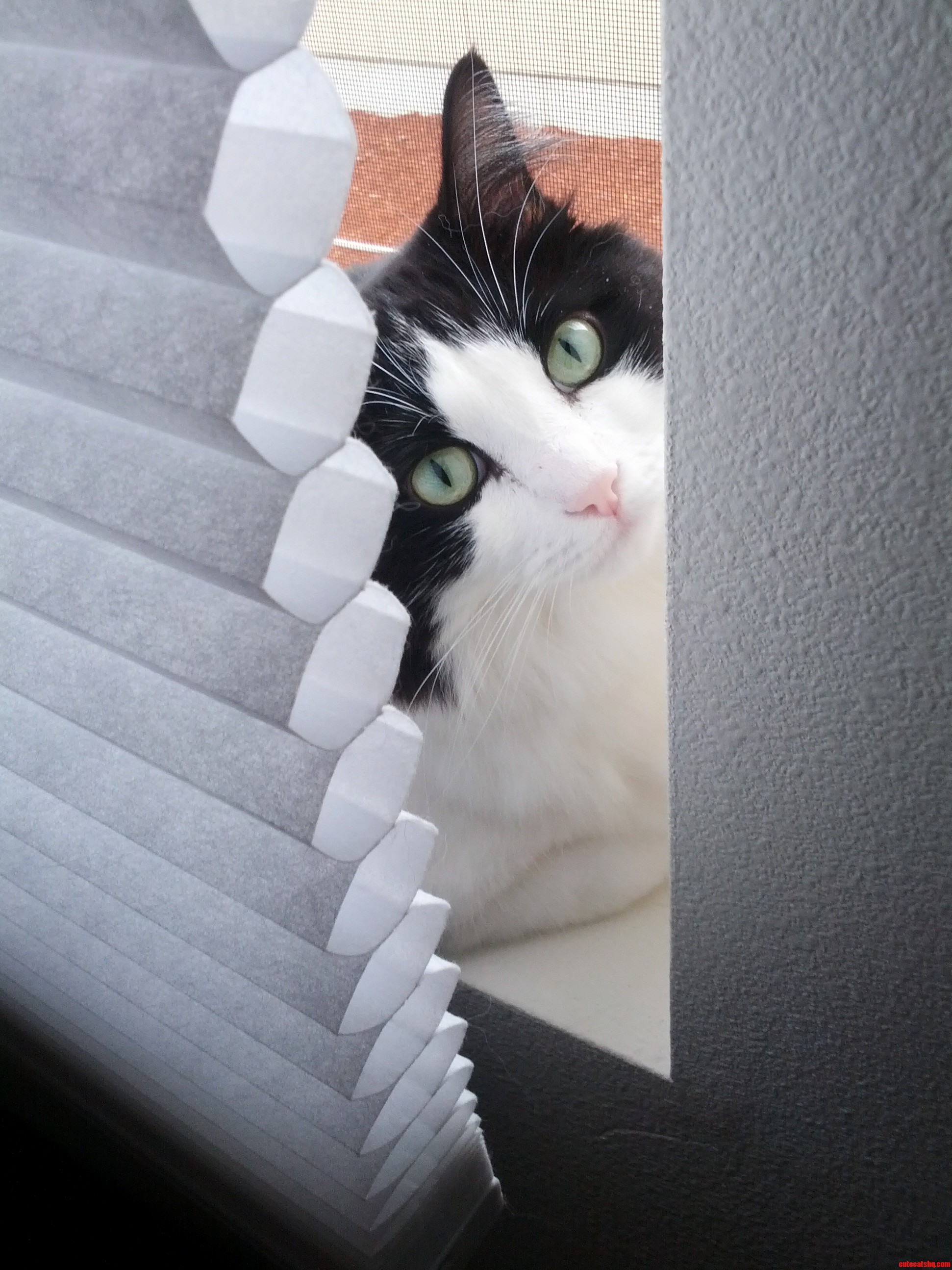 Peekaboo