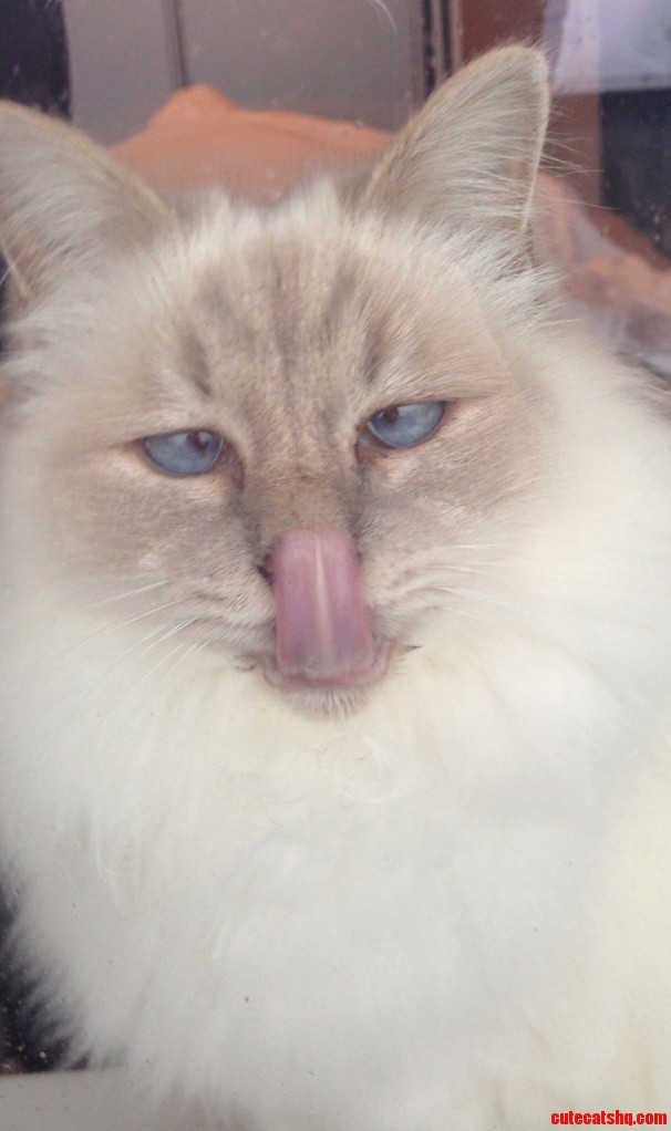 Perfect Moment Picture of My Cat...