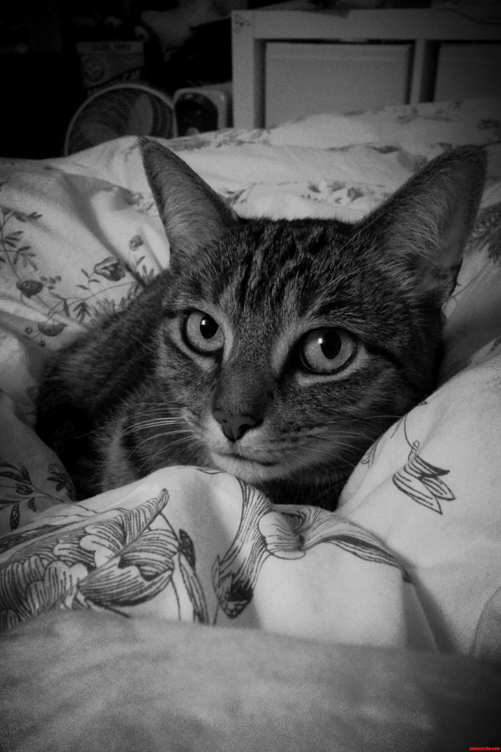 Personality Shot of My Wizzlebottom.