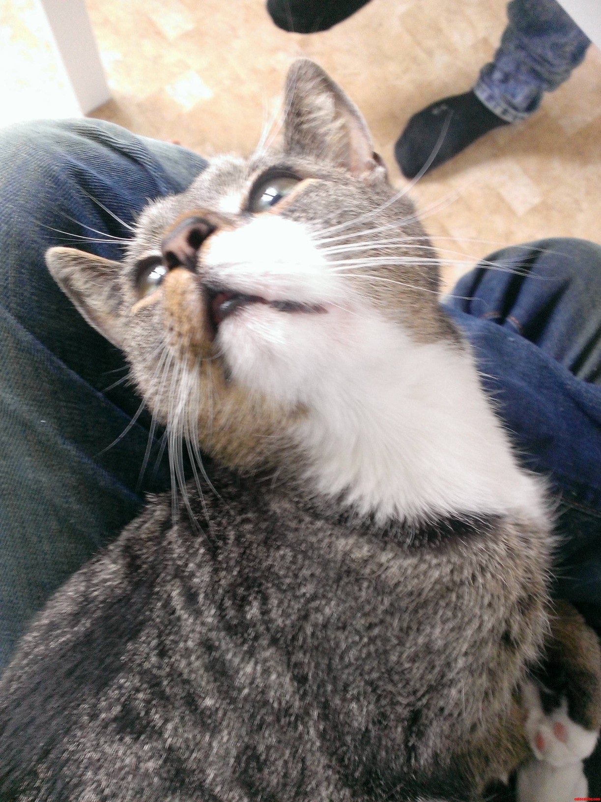 Pet Me