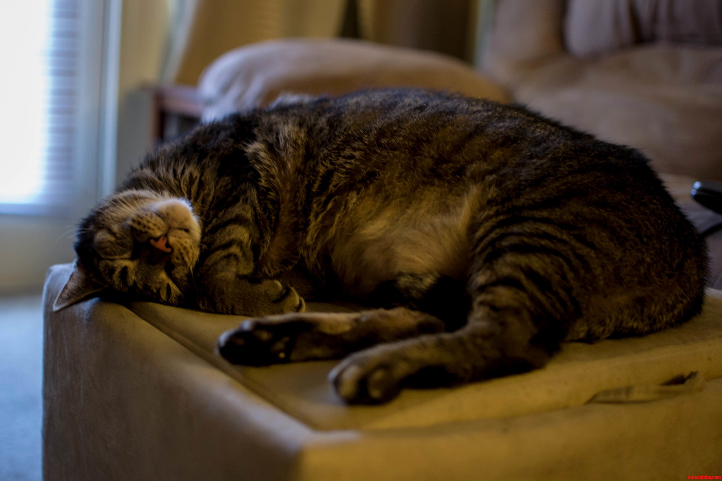Peters Sunday Afternoon Nap