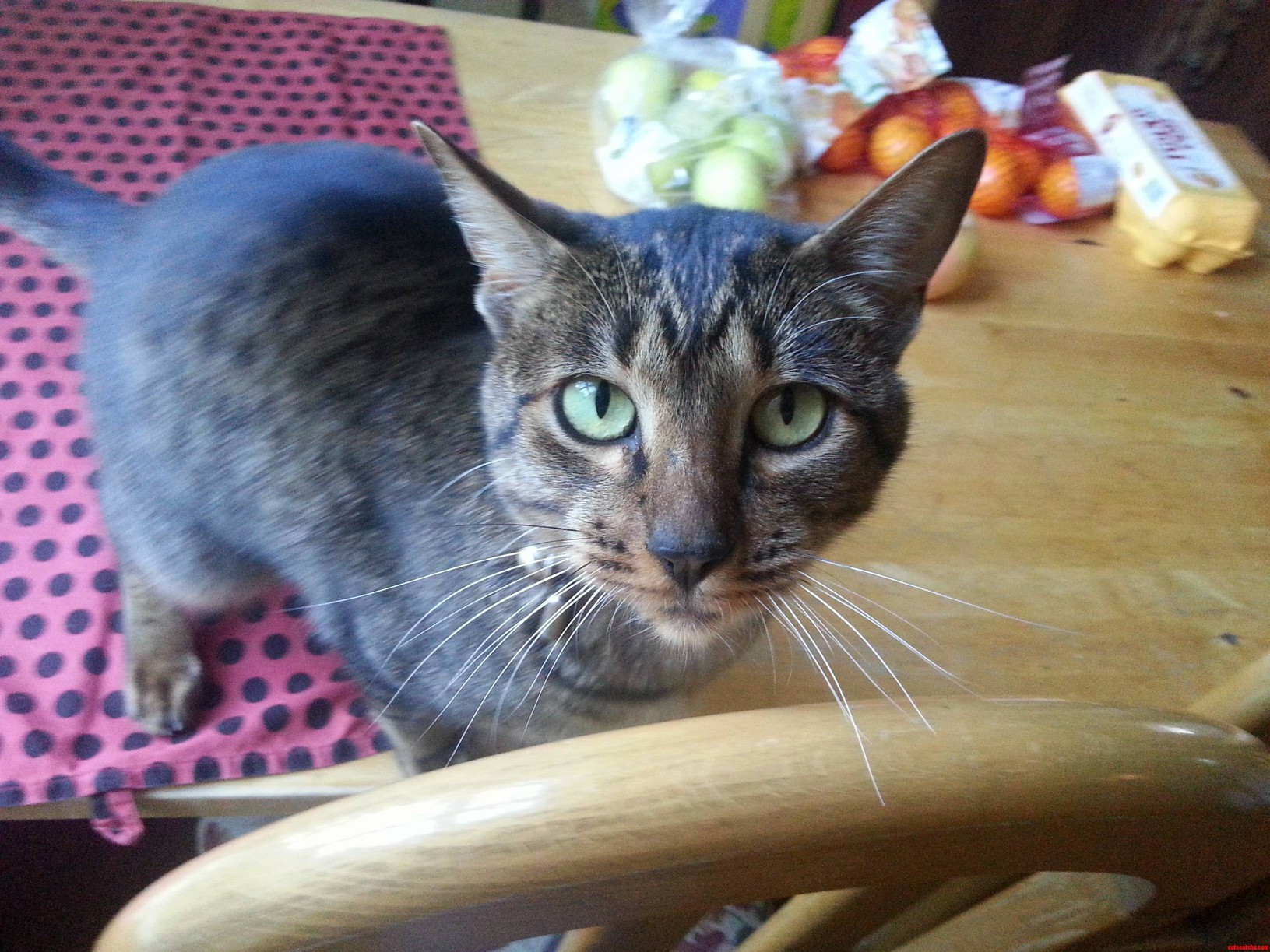 Photogenic Kitty Strikes a Pose