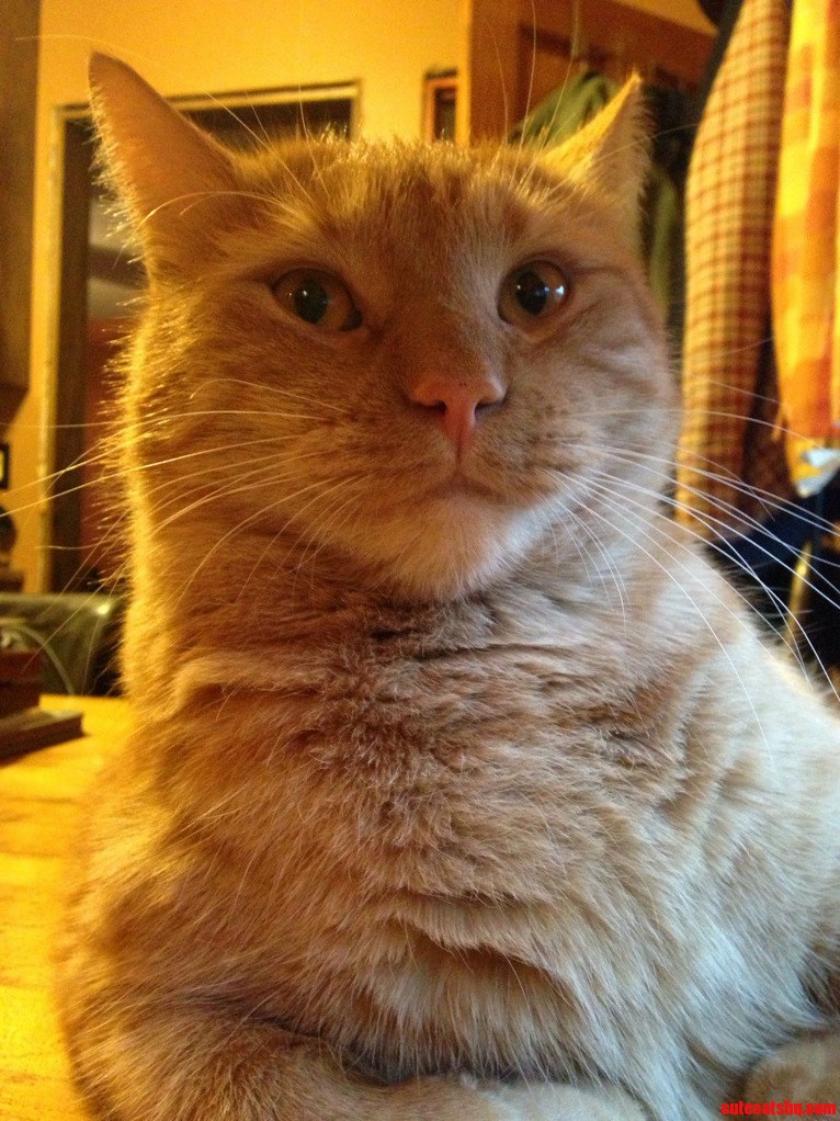 Photogenic Kitty