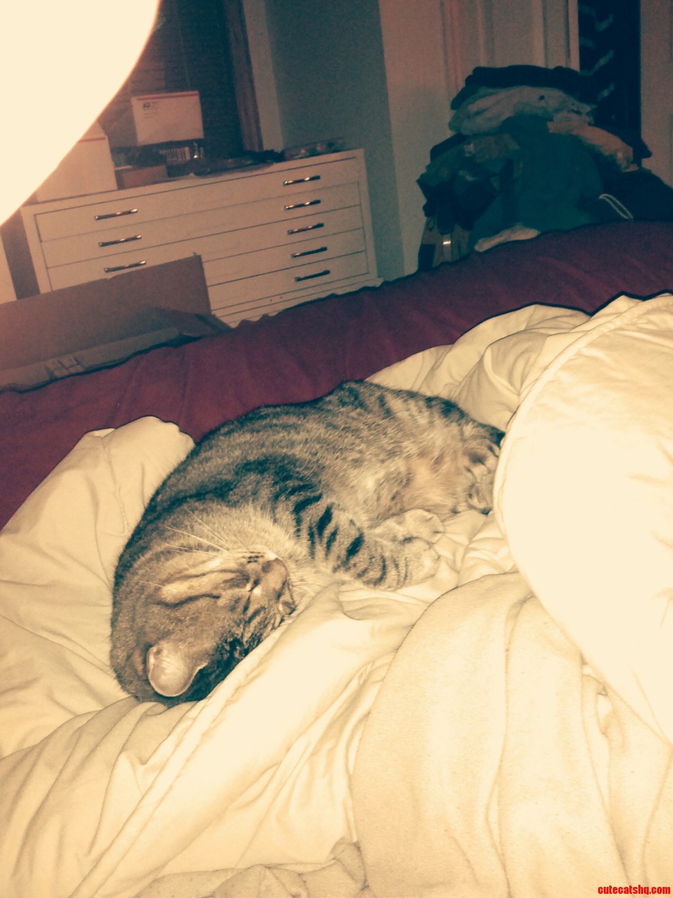 Pickles Said Dear Human Forgot How to Cat. Brb.