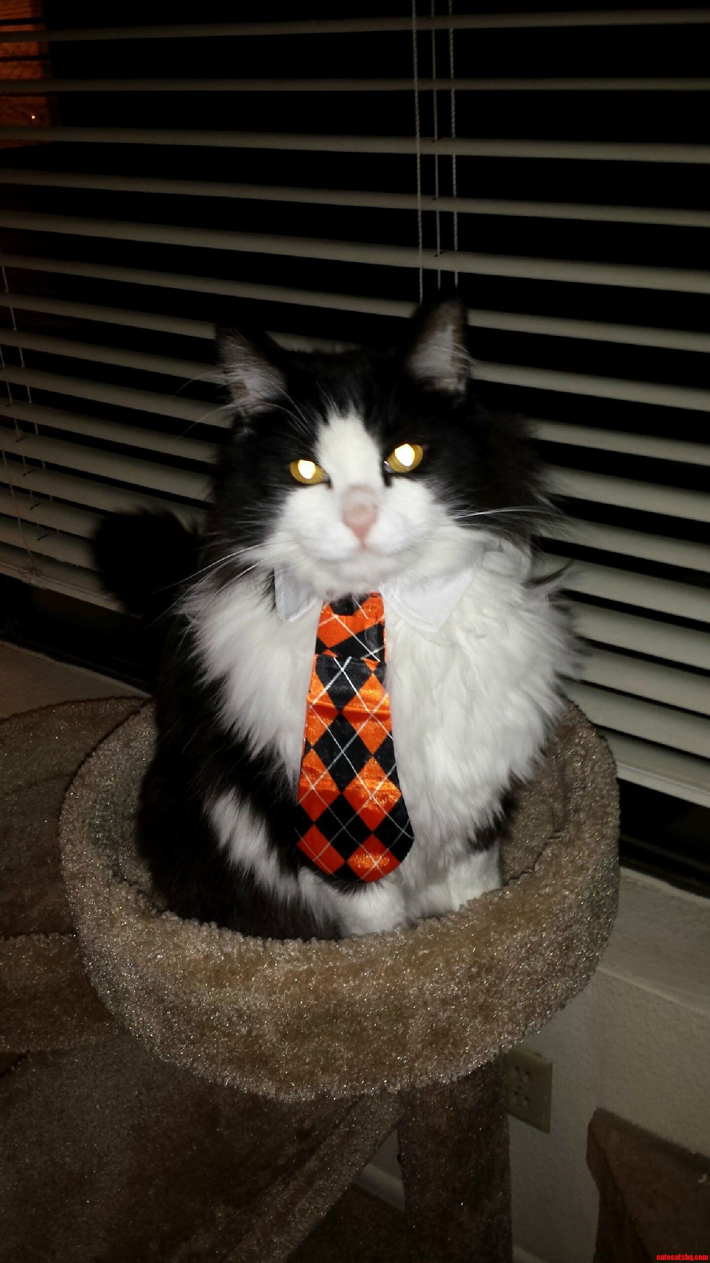 Piggy Bear Is Ready for Halloween