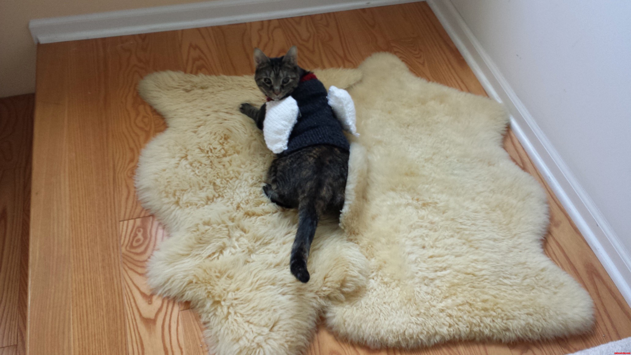 Pixie Wearing Her Favorite Sweater Against the Cold.