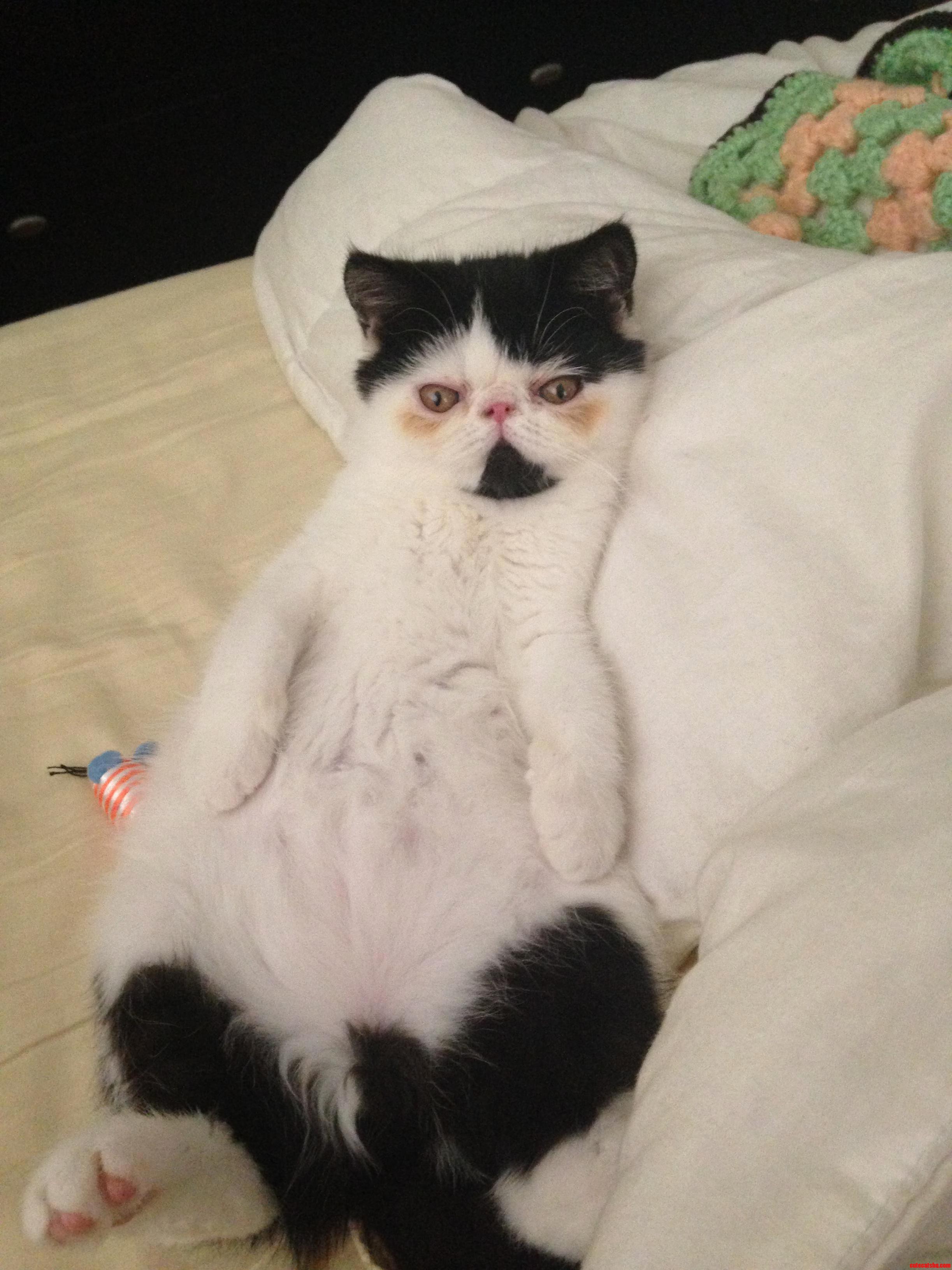 Please Stop Working and Give My Belly a Scratch