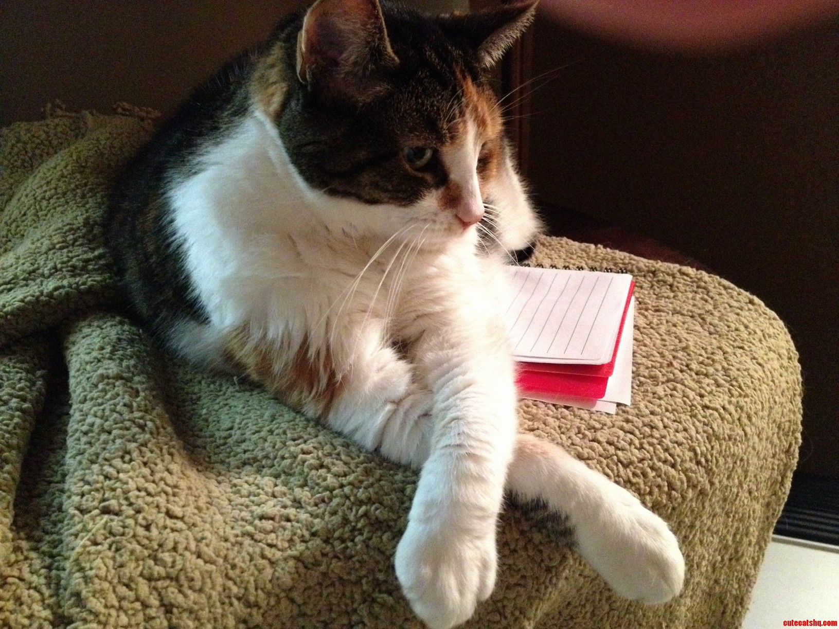 Plotting or Chillaxin