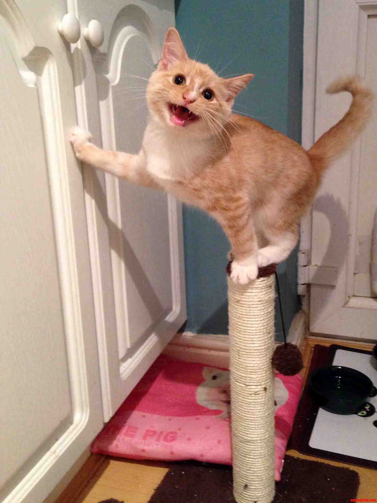 Pluto Thinks His Scratching Post Is for Balancing