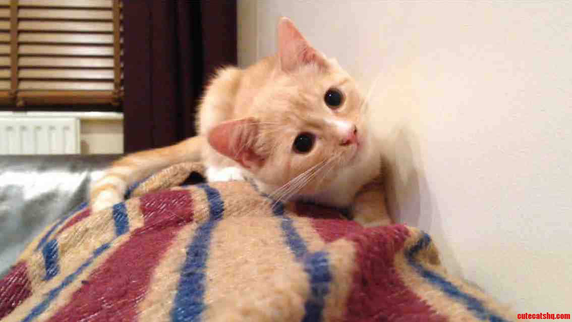 Pluto Two Weeks on 12 Weeks Old Ready to Pounce