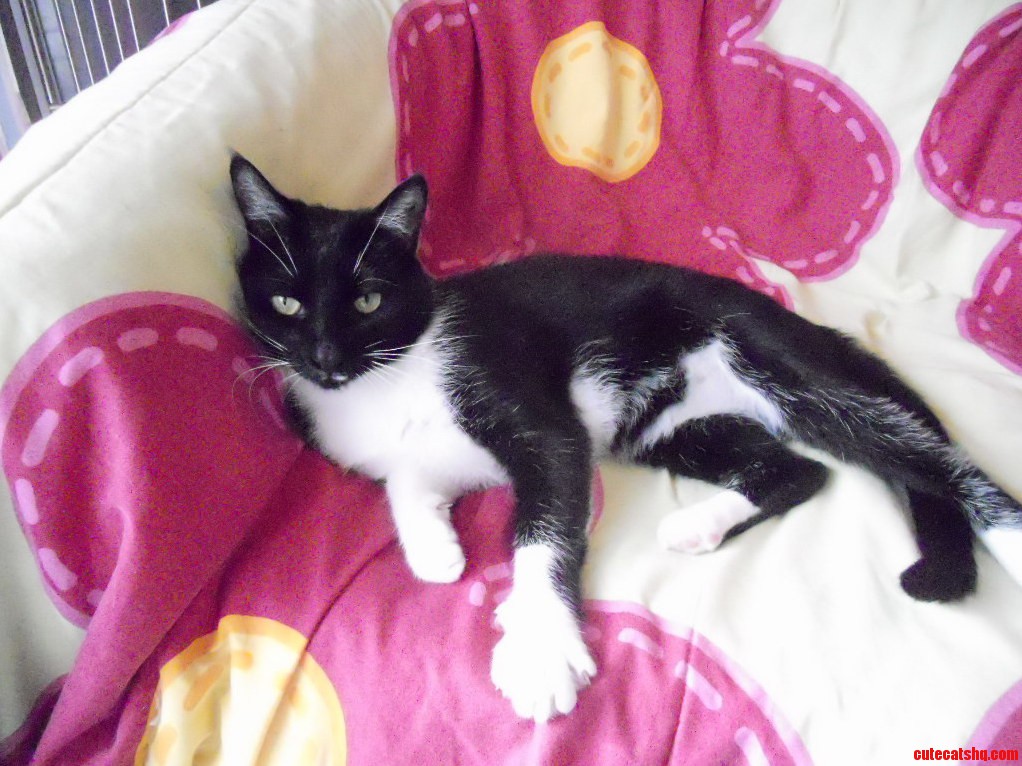 Polydactyl Cat Named Captain Hook - Trail Bc