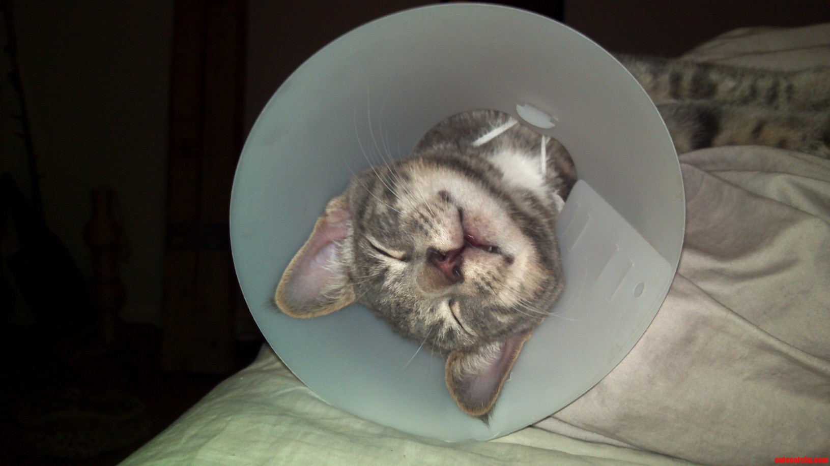 Poor Druged Post-surgery Albus