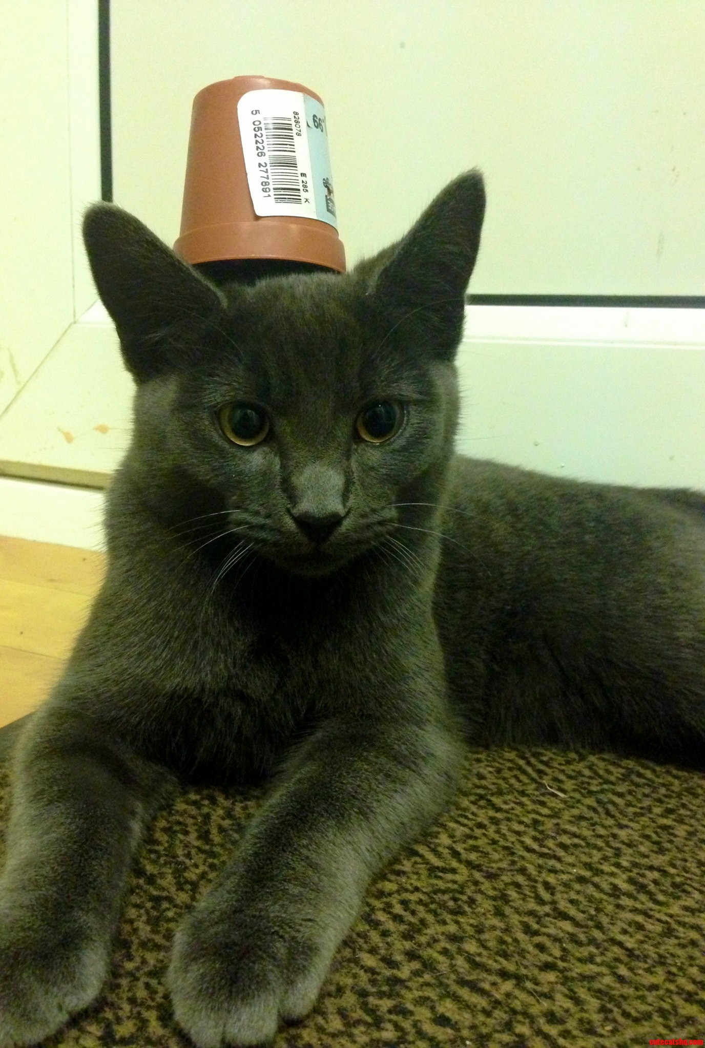 Pothead