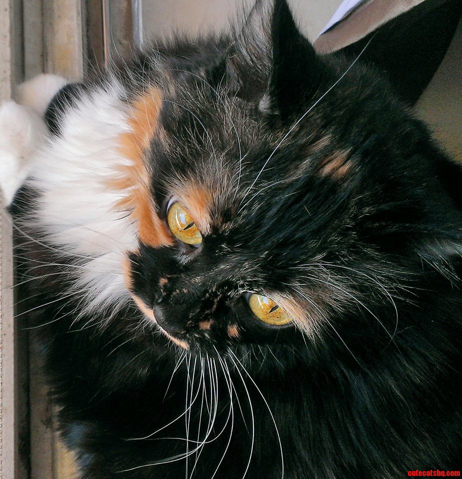 Powas Glamour Shot. Shes Got Excellent Snake Eyes.