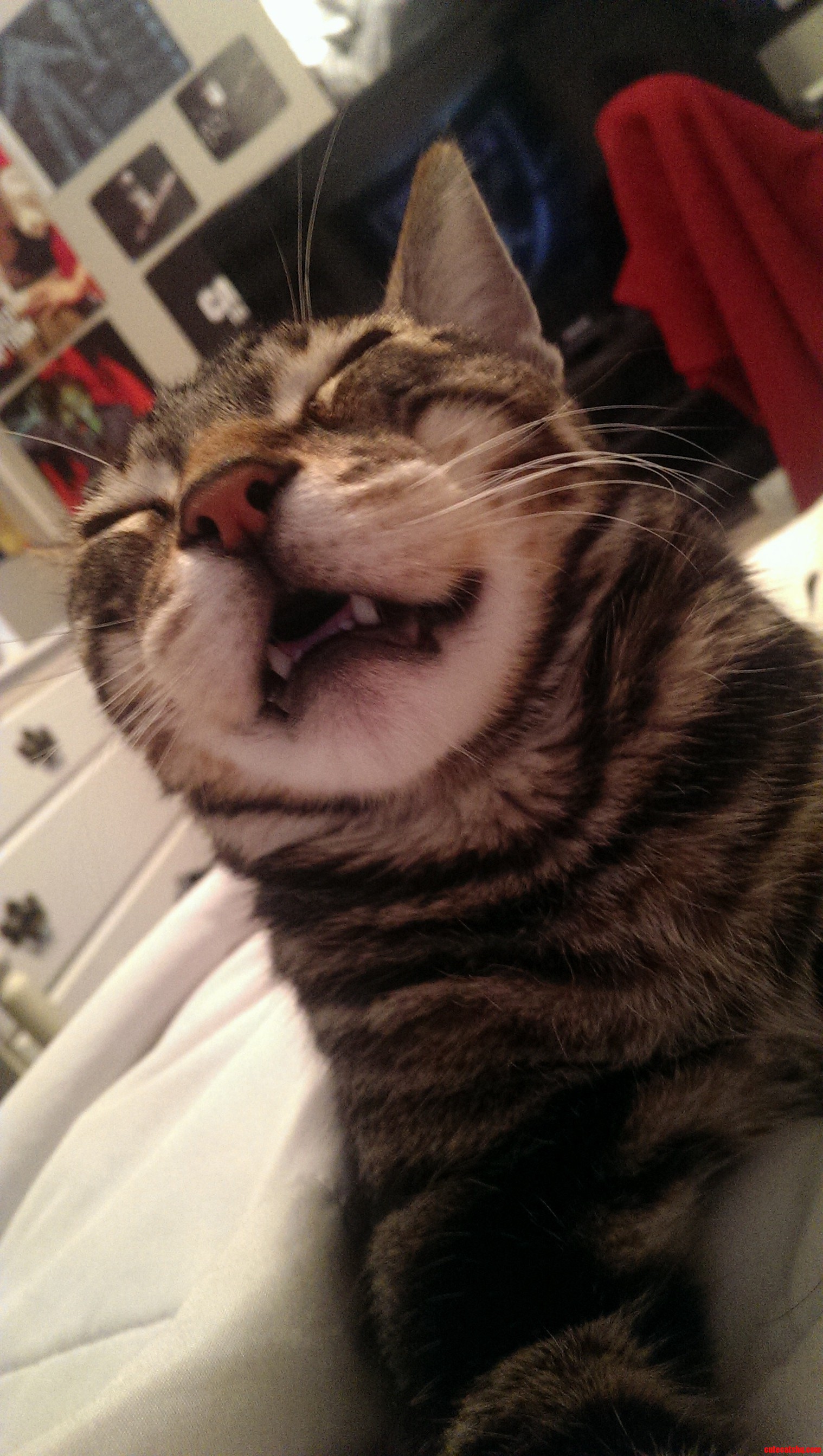 Pre-yawn Derp