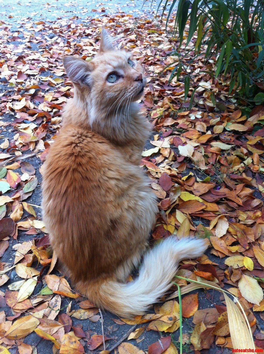 Pretty Boo in the Pretty Leaves.