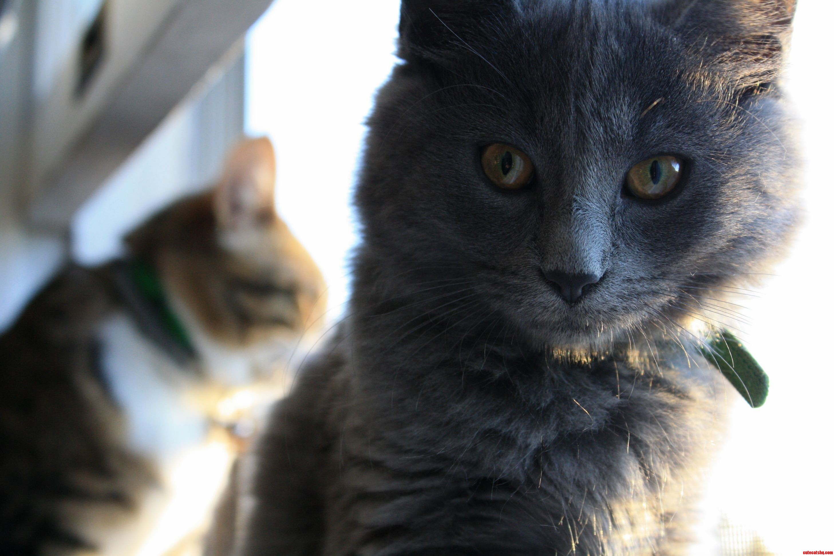 Pretty Kitty