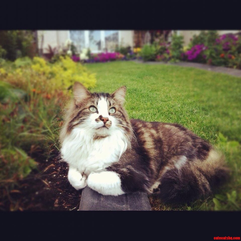 Prince Milo