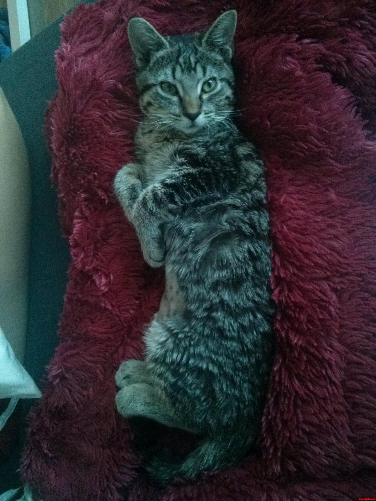 Princess Pheona