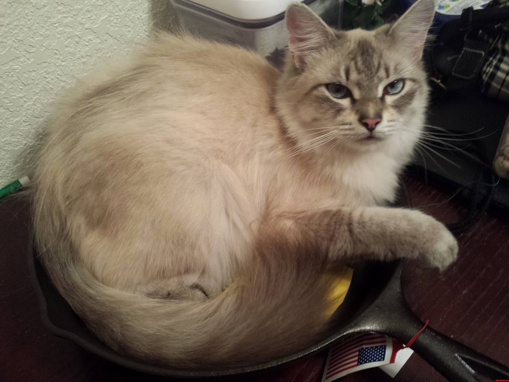 Princess Tiffany Has Chosen a New Throne