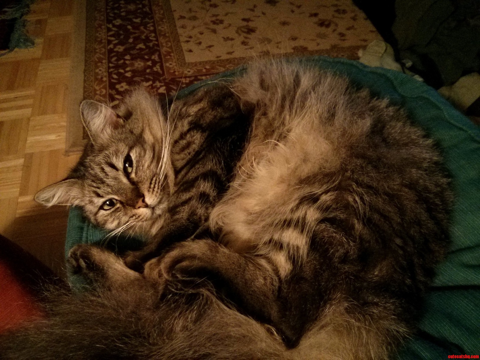 Priscilla Our 2 Year Old Rescue