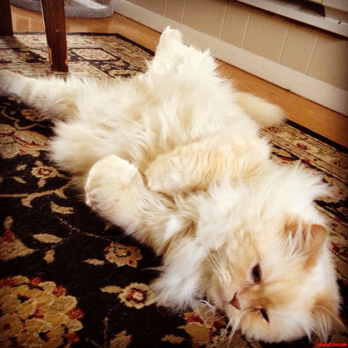 Professor Von Snackers Normal Sleeping Position