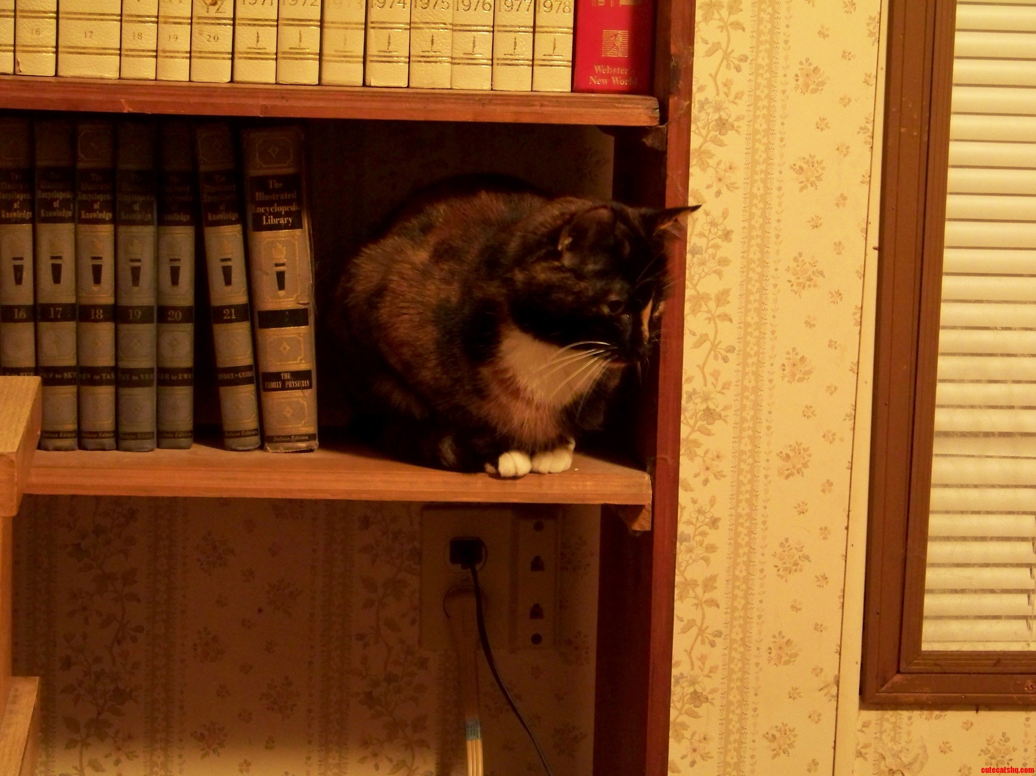 Psycho Thinks Shes a Book-end