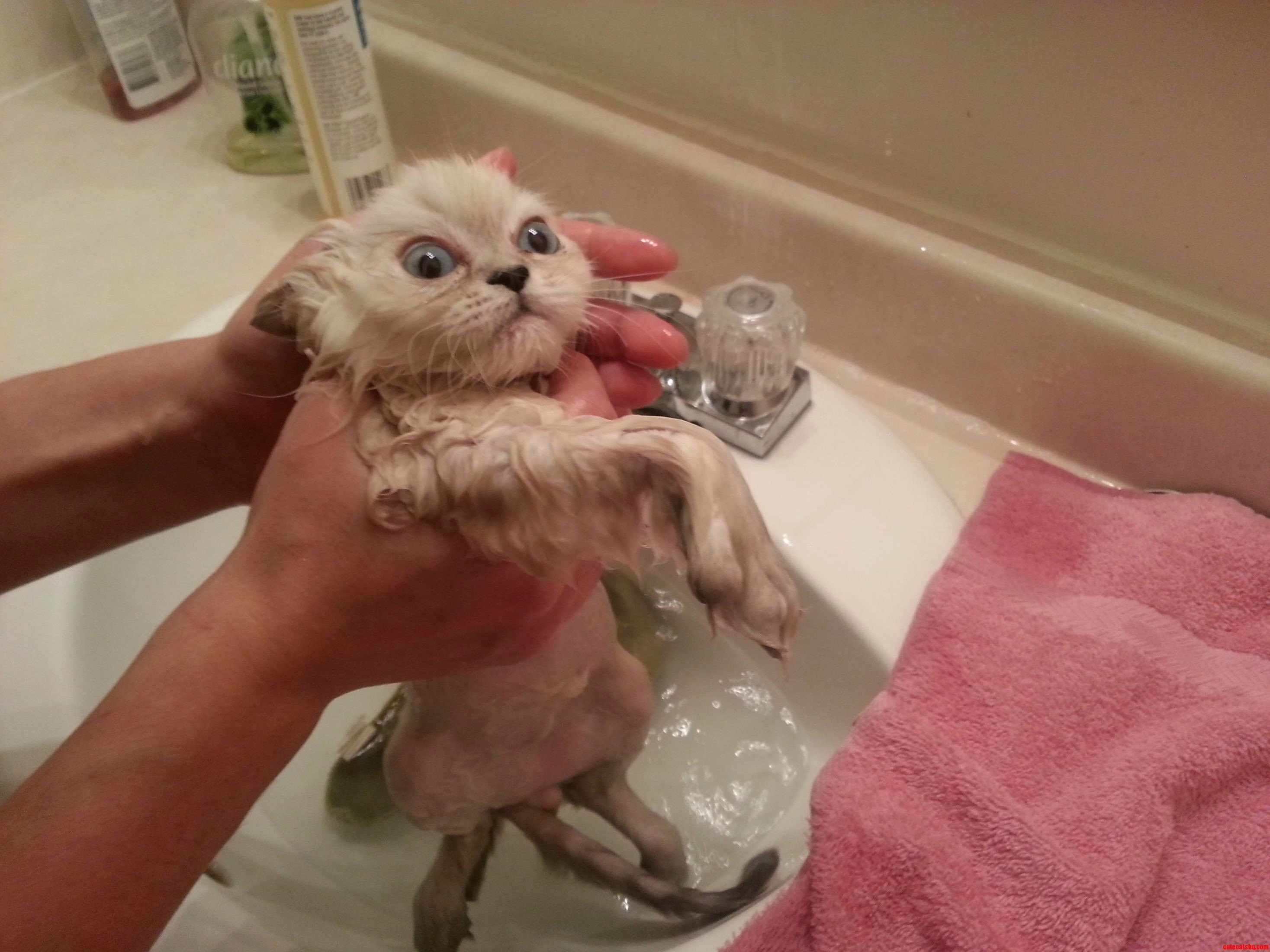 Pumpkin Was Not Particularly Impressed with His First Bath.